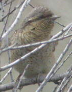 Eurasian Wryneck