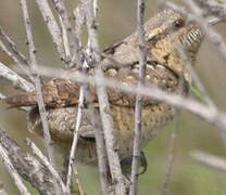 Eurasian Wryneck