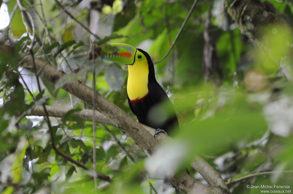 Toucan à carène