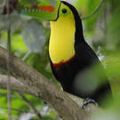 Toucan à carène