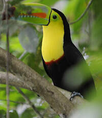 Toucan à carène