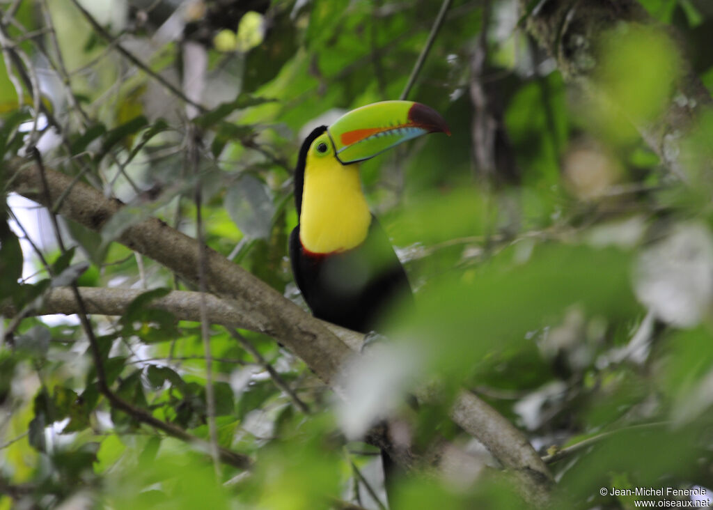 Toucan à carène