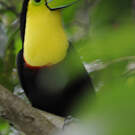 Toucan à carène