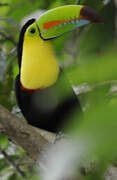 Keel-billed Toucan