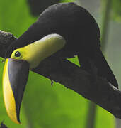 Yellow-throated Toucan (swainsonii)