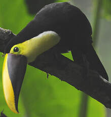 Toucan de Swainson