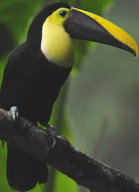 Toucan de Swainson