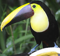 Yellow-throated Toucan (swainsonii)