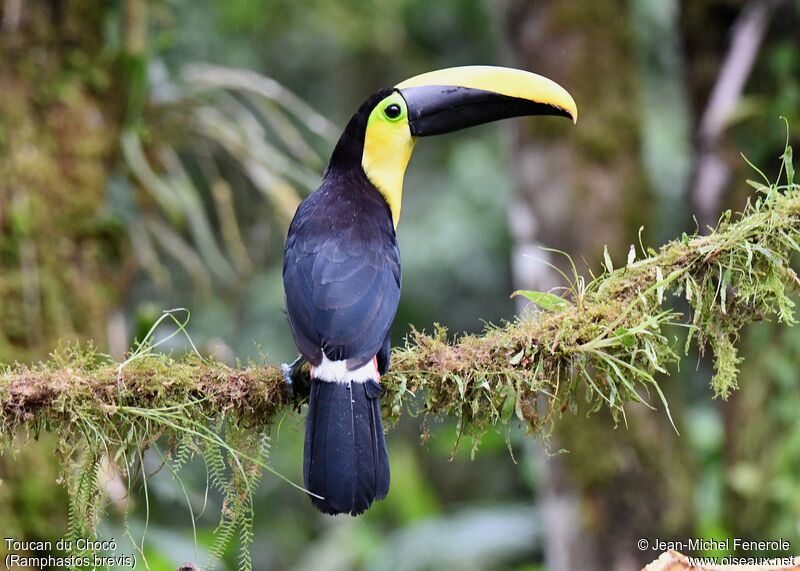 Toucan du Chocó