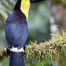 Toucan du Chocó