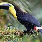 Toucan du Chocó