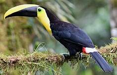 Toucan du Chocó