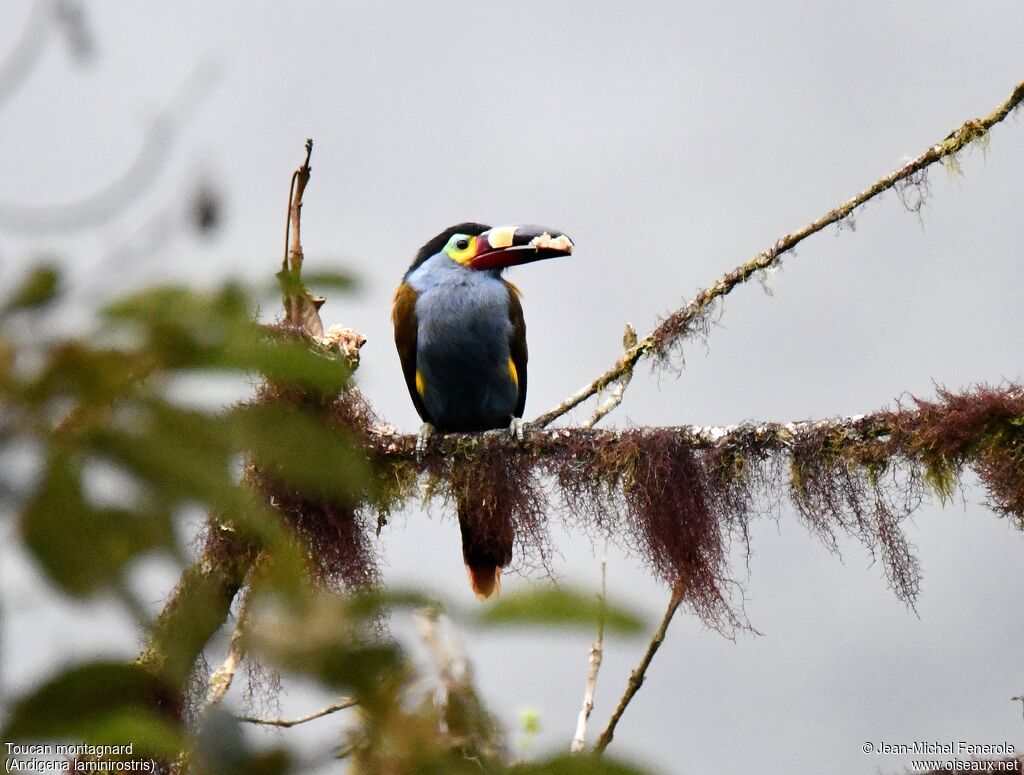 Toucan montagnard