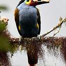 Toucan montagnard