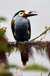 Toucan montagnard