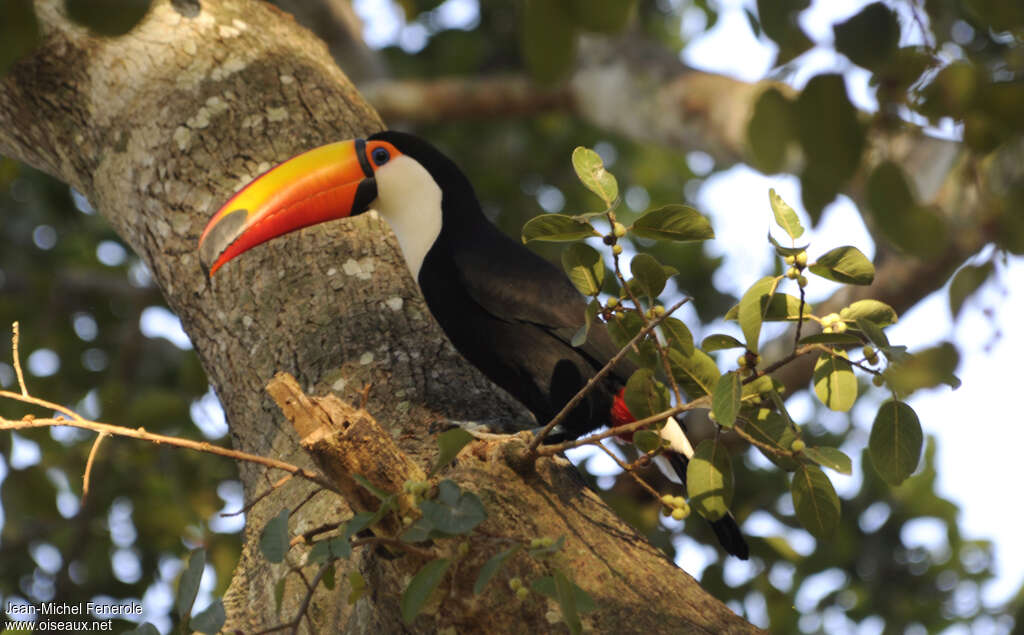 Toco Toucanadult, camouflage, pigmentation