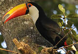 Toucan toco