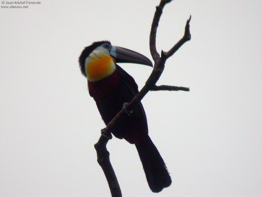 Channel-billed Toucan