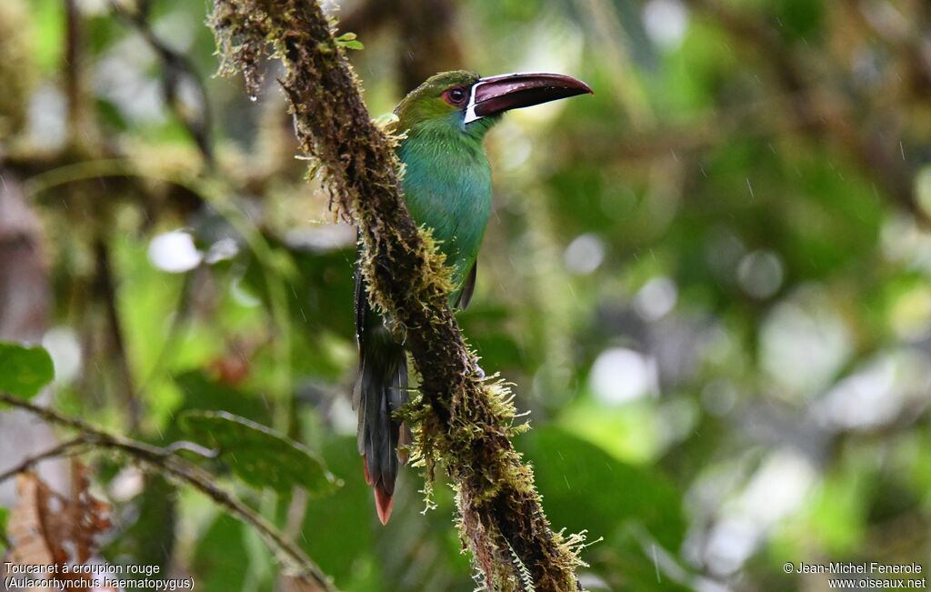 Toucanet à croupion rouge