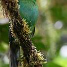 Toucanet à croupion rouge