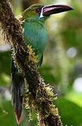 Toucanet à croupion rouge