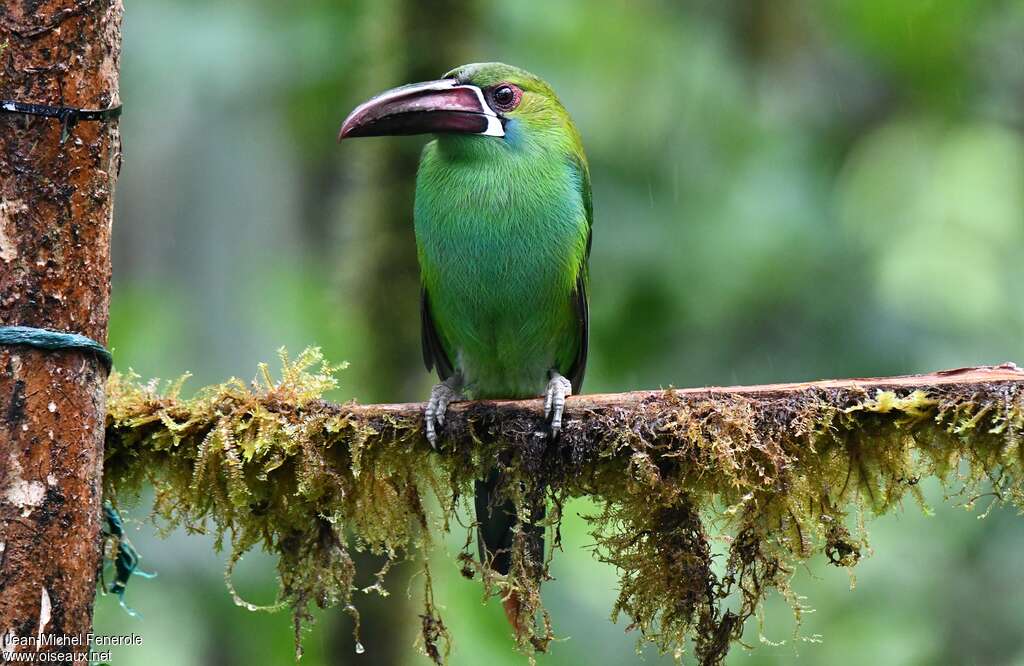 Toucanet à croupion rougeadulte, habitat, pigmentation