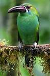 Toucanet à croupion rouge