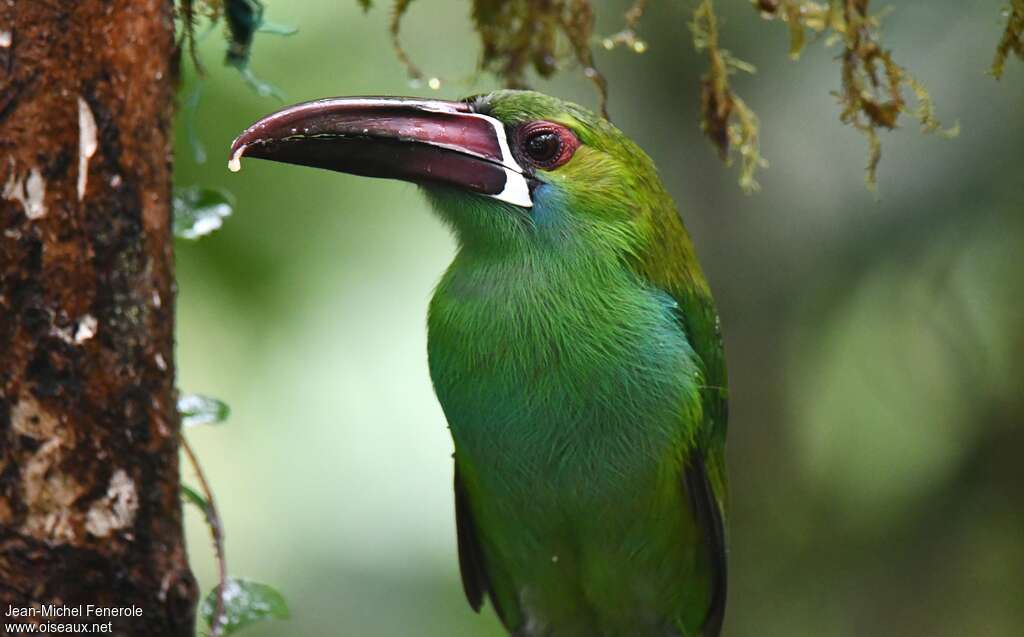 Crimson-rumped Toucanet, close-up portrait