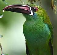 Toucanet à croupion rouge