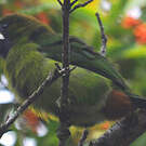 Toucanet à gorge bleue