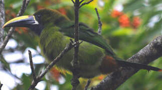 Toucanet à gorge bleue