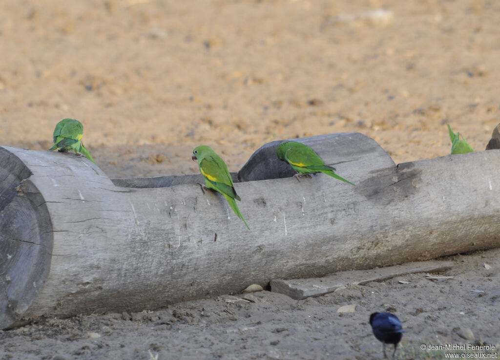 Yellow-chevroned Parakeet