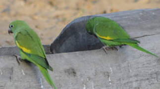 Yellow-chevroned Parakeet