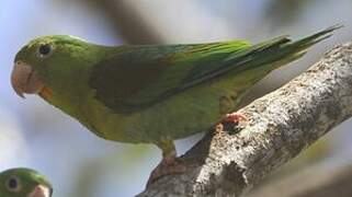 Orange-chinned Parakeet