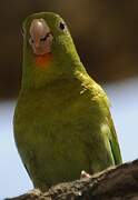 Orange-chinned Parakeet