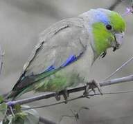 Pacific Parrotlet