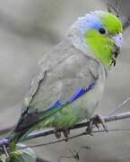 Pacific Parrotlet