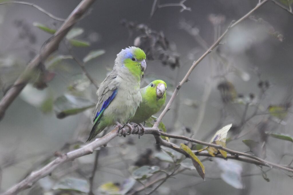 Pacific Parrotlet