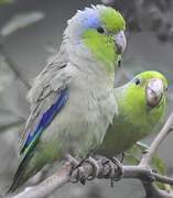 Pacific Parrotlet