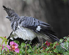 White-bellied Go-away-bird