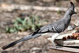 White-bellied Go-away-bird