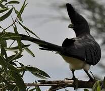 White-bellied Go-away-bird