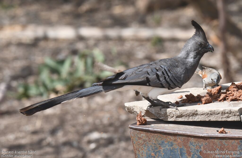 White-bellied Go-away-bird