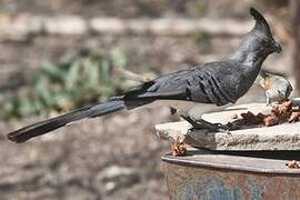 White-bellied Go-away-bird