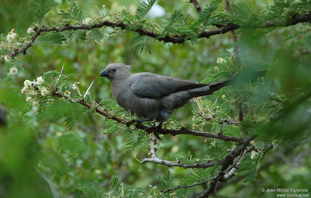 Grey Go-away-bird