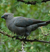 Grey Go-away-bird