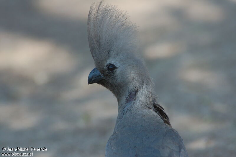 Grey Go-away-bird, identification
