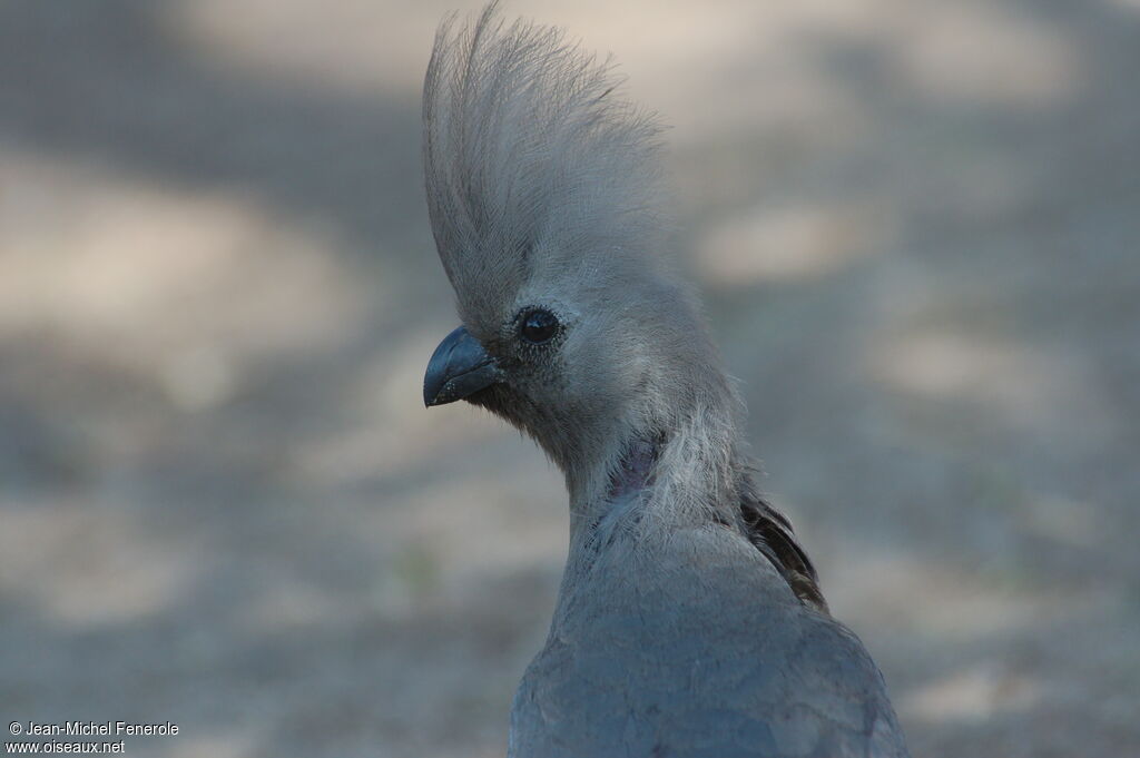 Grey Go-away-bird, identification