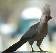 Grey Go-away-bird