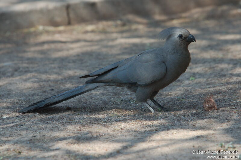 Grey Go-away-bird, identification